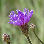 Oocephala staehelinoides